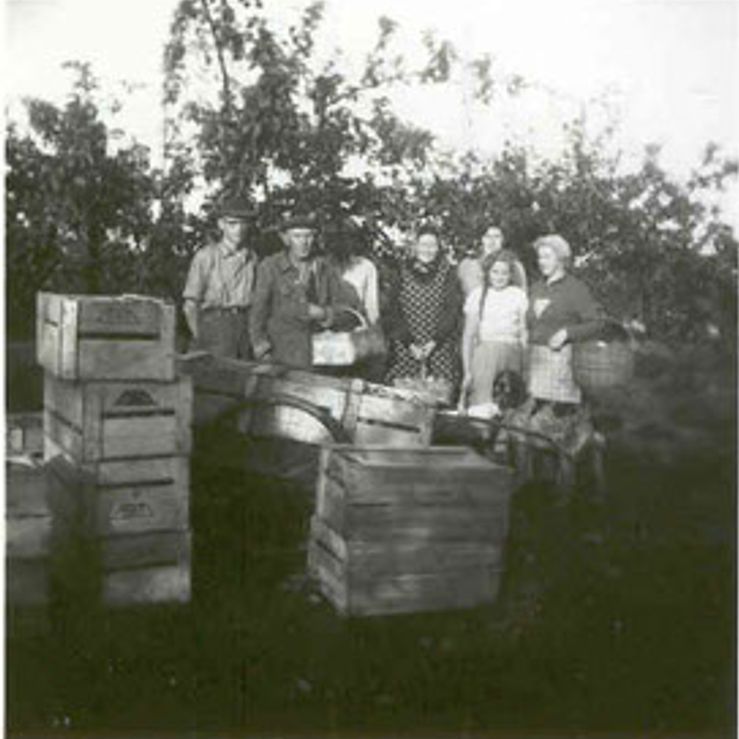 frugtplukkere ca 1956 (1)